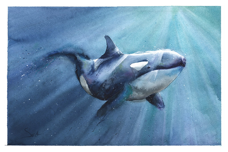 800x533 Orca Original Watercolor Painting Watercolor Animal Paintings
