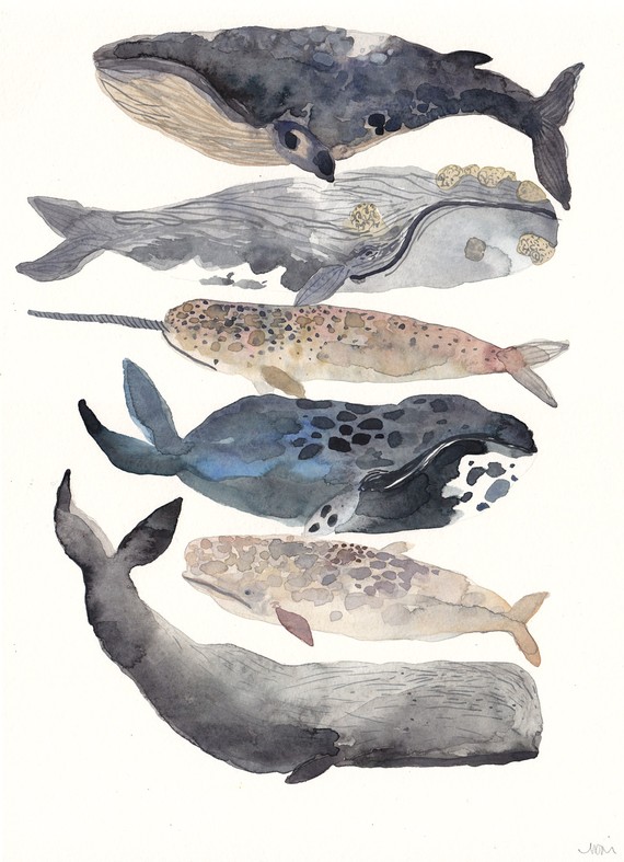 570x787 Six Whales Original Watercolor Painting Art And Design