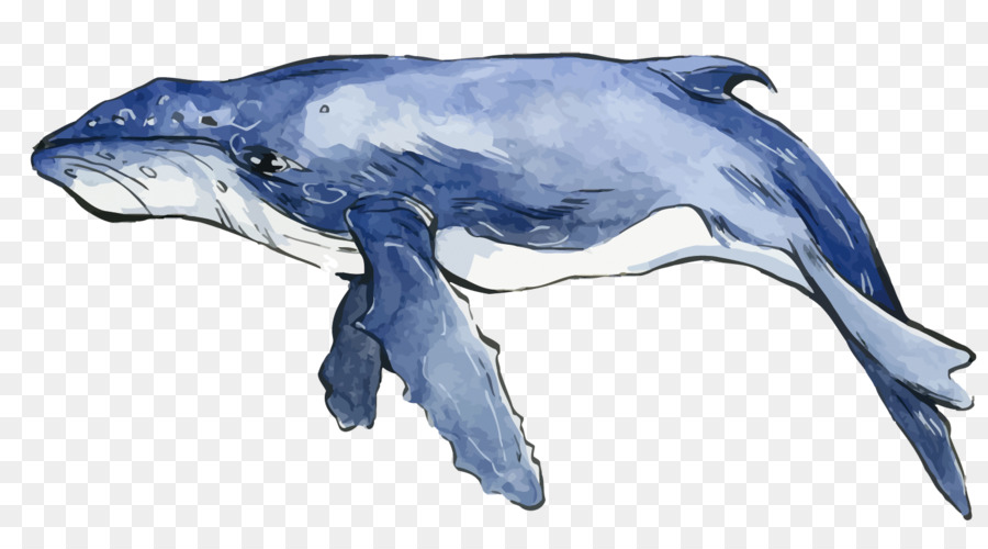 900x500 Dolphin Watercolor Painting Whale