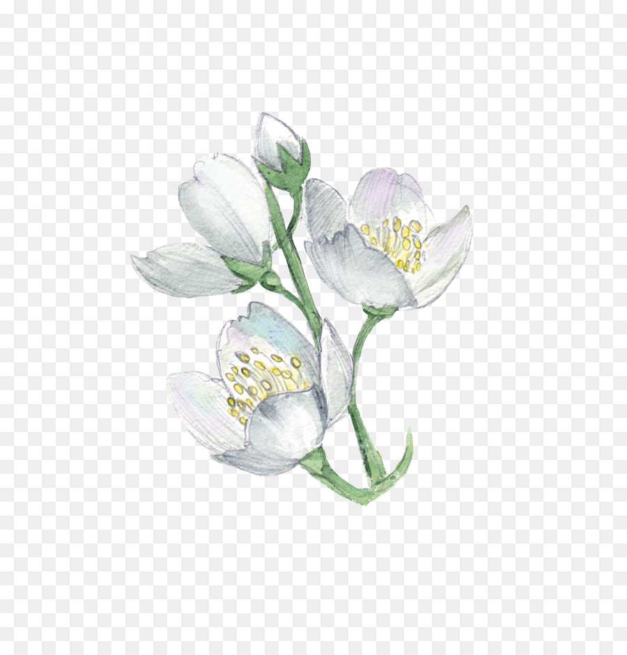 900x940 White Flower Plant Illustration