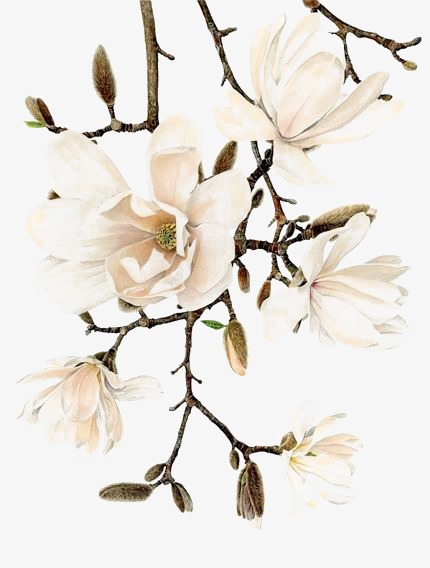 430x568 White Flowers, Creative Flowers, Watercolor Flowers, Cartoon