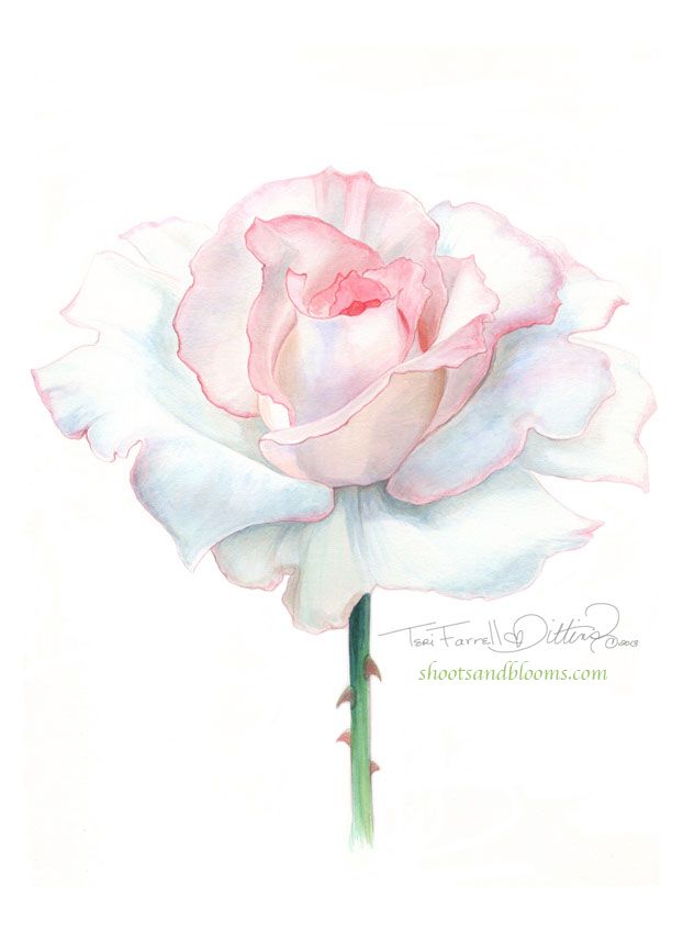 622x856 White Rose Of Peace. Watercolor Painting By Teri Farrell Gittins