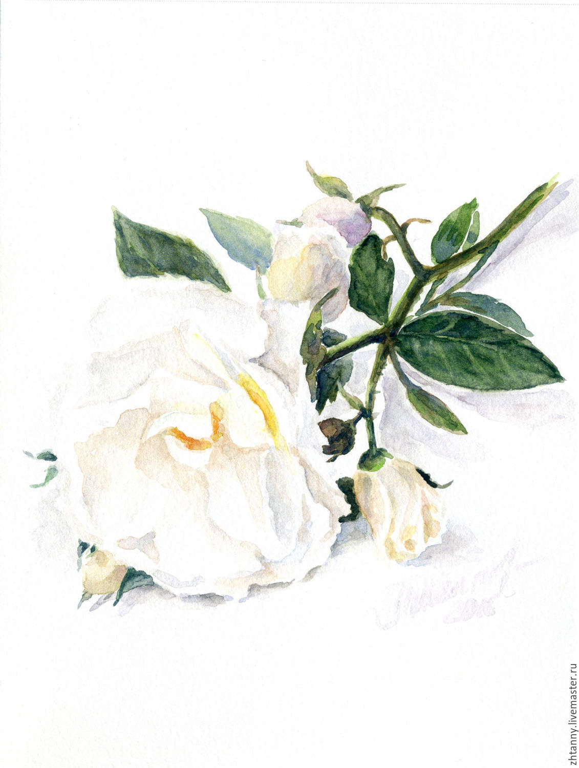 1131x1500 Giclee From Watercolor, The White Rose Shop Online On