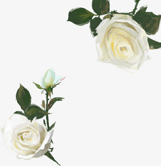 650x668 Hand Painted Watercolor White Rose, Watercolor Clipart, Rose