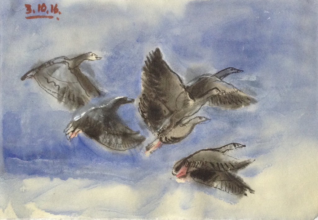 1024x710 Pink Footed Geese, Ink, Watercolor And White Gouache