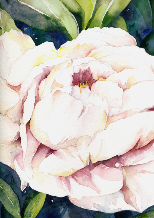 498x701 Peony In White Watercolor Original Painting