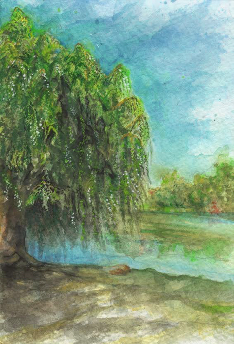 476x700 Toogood Pond Park Willow Tree Portfolio Of Ken Yuen True