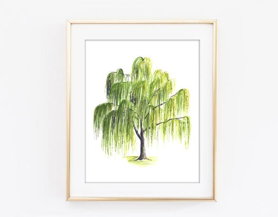 570x446 Weeping Willow Tree Watercolor Art Print Woodland Poster Etsy