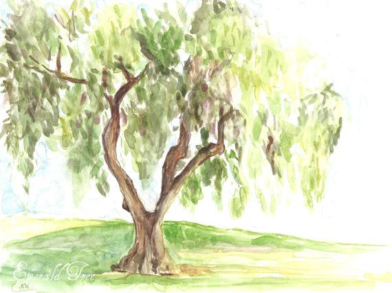 570x426 Weeping Willow Tree Original Watercolor By Emeraldtree On Etsy