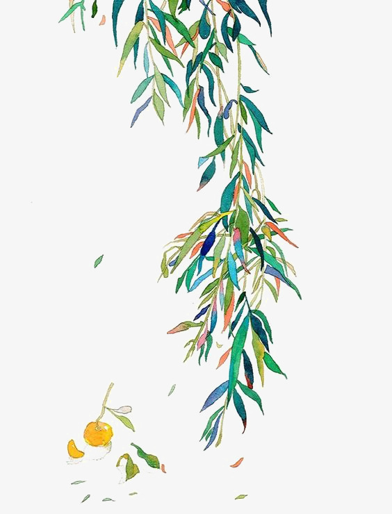 564x740 Watercolor Leaves, Watercolor Clipart, Willow, Leaves Png Image
