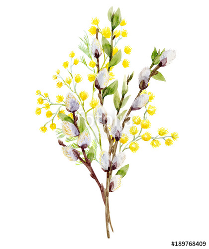 420x500 Watercolor Willow Tree Branches Stock Photo And Royalty Free