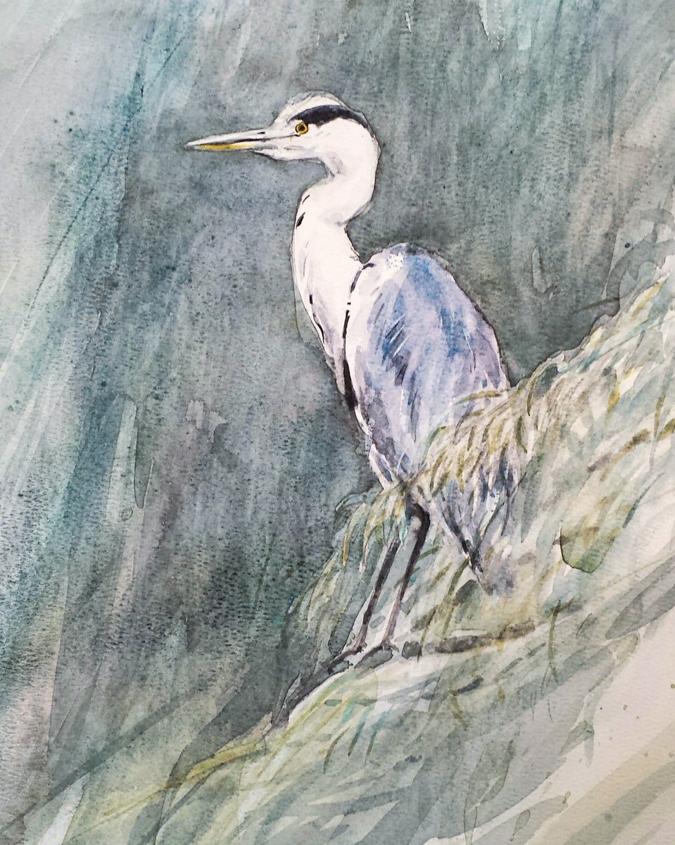 959x1200 Chris Pendleton On Twitter Heron In A Willow Watercolour