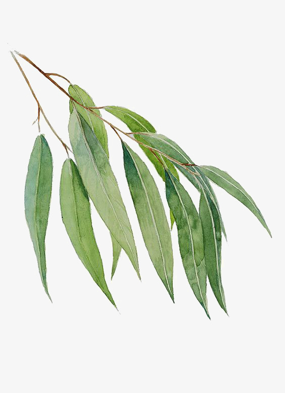 564x776 Willow, Leaves, Green Leaves, Watercolor Leaves Png Image And