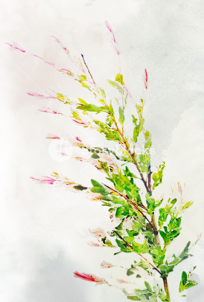 676x1000 Illustration Of Watercolor Variegated Willow On A Vintage