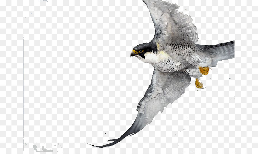 900x540 Bird Watercolor Painting Drawing Work Of Art