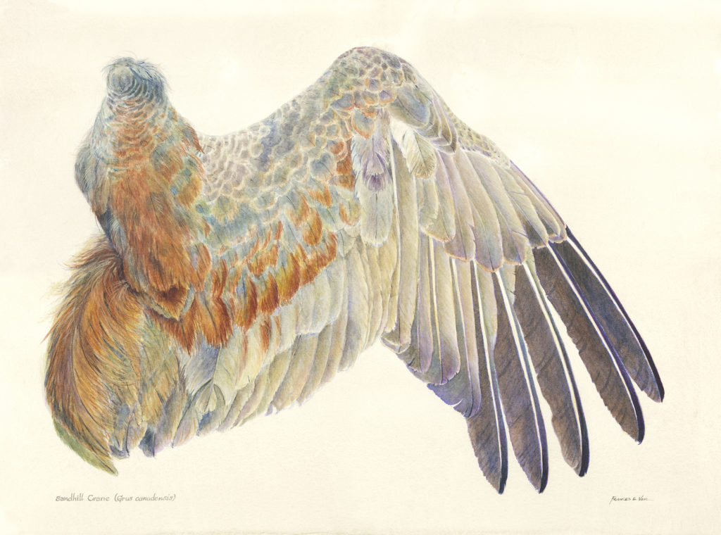 1024x760 Celebrating Wings In Watercolor