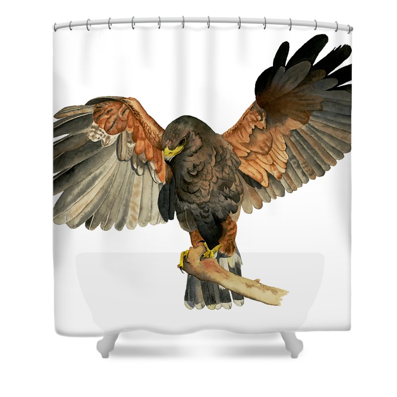 800x800 Hawk Flapping Wings Watercolor Painting Shower Curtain For Sale By