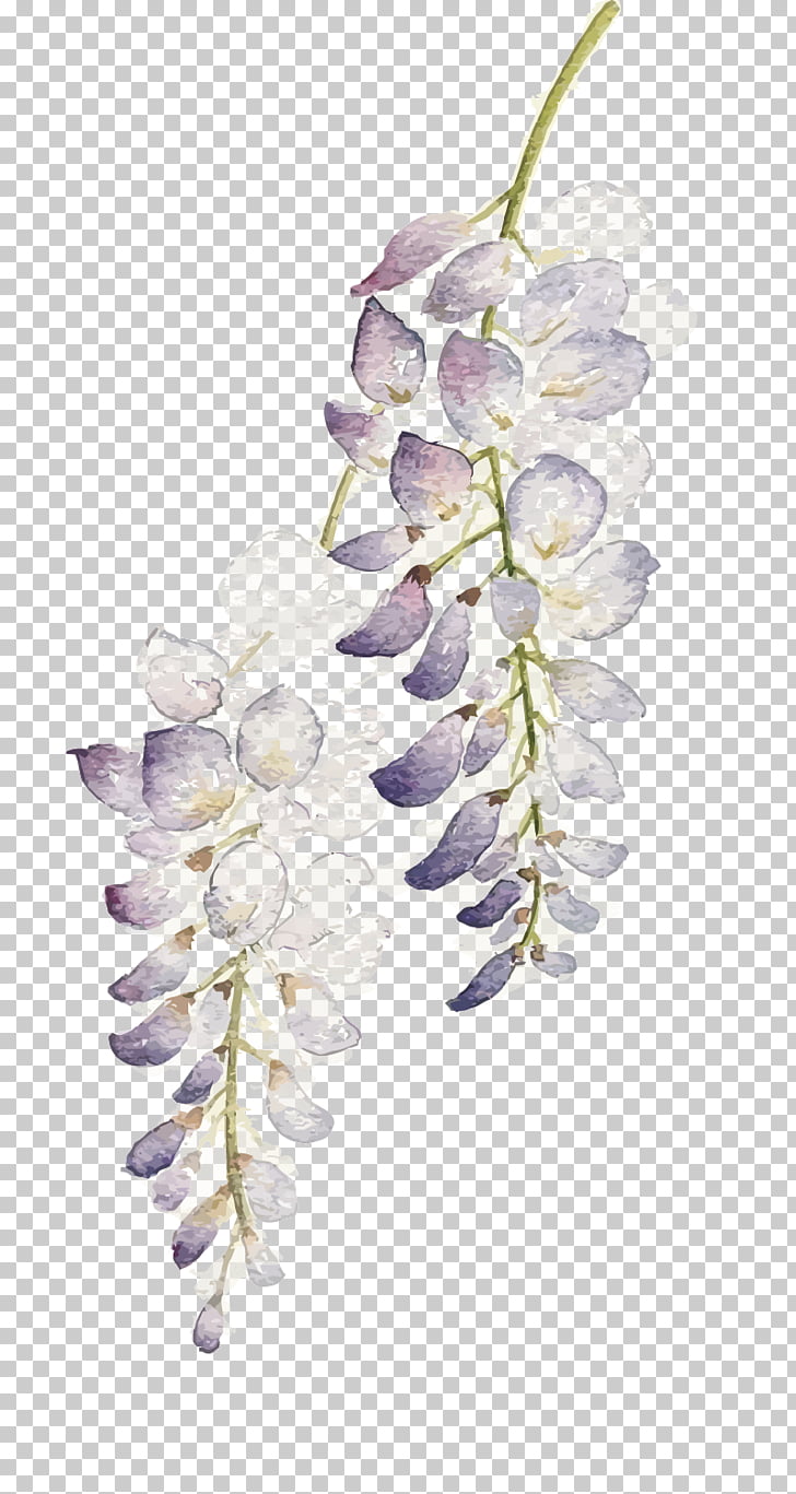 728x1367 Flower Watercolor Painting Wisteria Floribunda, Watercolor Flowers