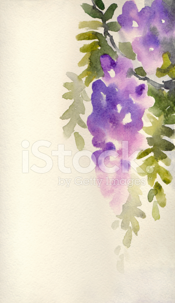593x1024 Watercolor Violet Wisteria In Blossom Stock Vector