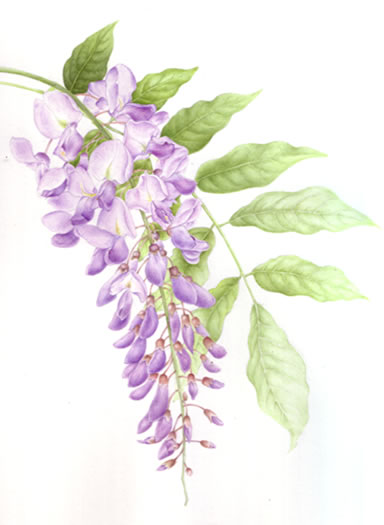 384x525 Wisteria Plant