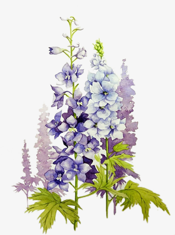 600x805 Wisteria Watercolor Picture Material, Watercolor Clipart, Wisteria