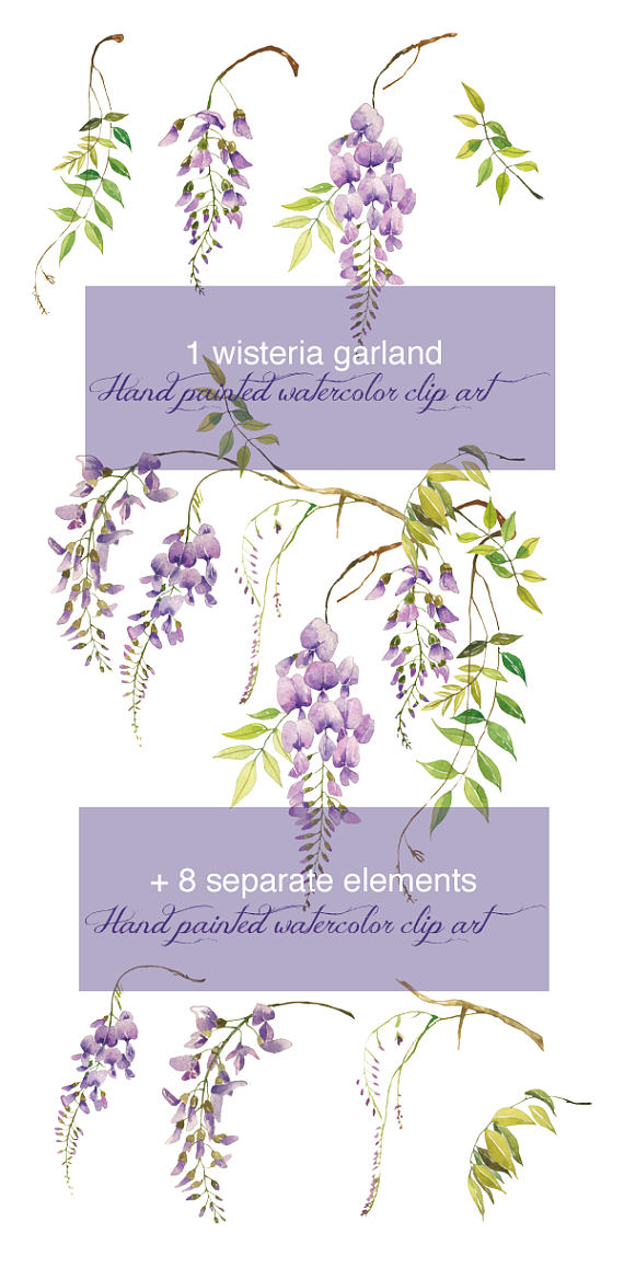 570x1158 Wisteria Clipart Drawing