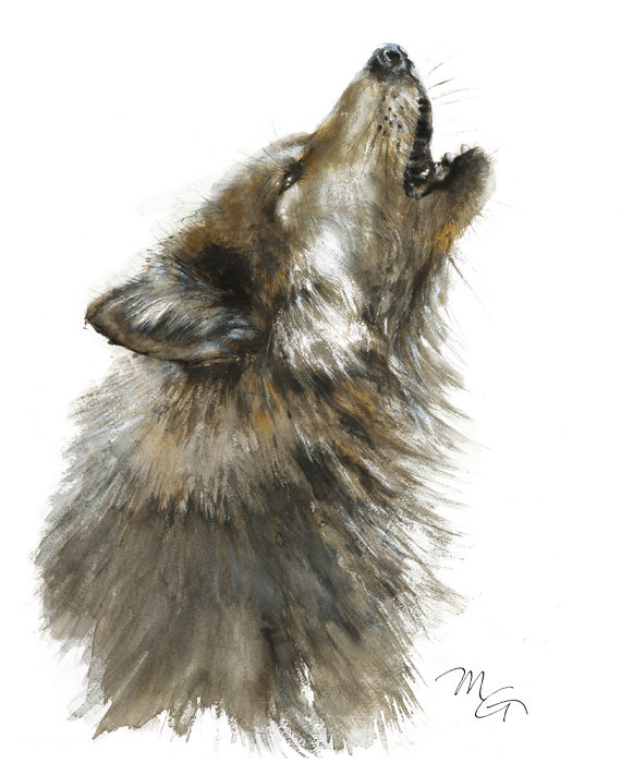 570x700 Wolf Watercolor Painting