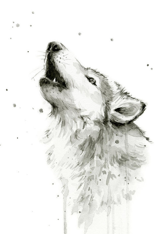 533x800 Howling Wolf Watercolor Art Print By Olga Shvartsur