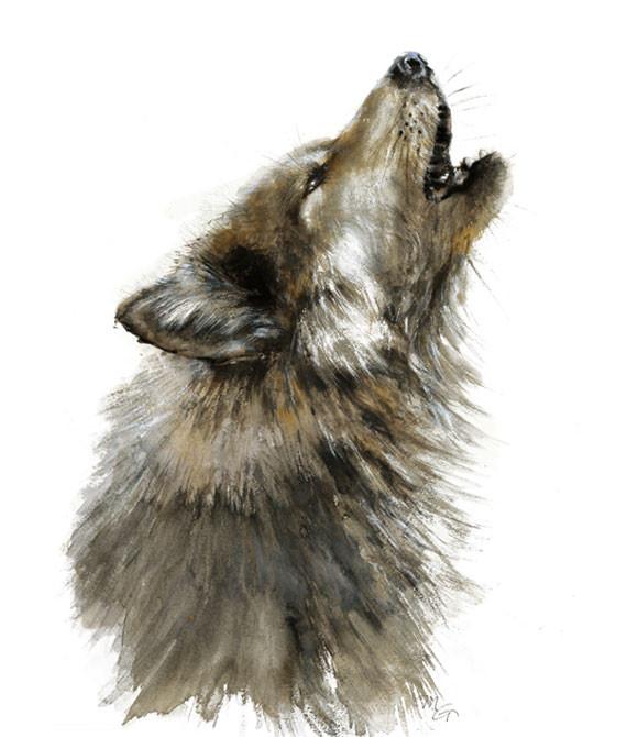 570x670 Wolf Watercolor Archival Print Mira Guerquin Watercolors