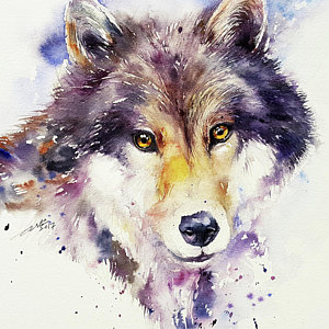 300x300 Wolf Watercolor Paintings Fine Art America