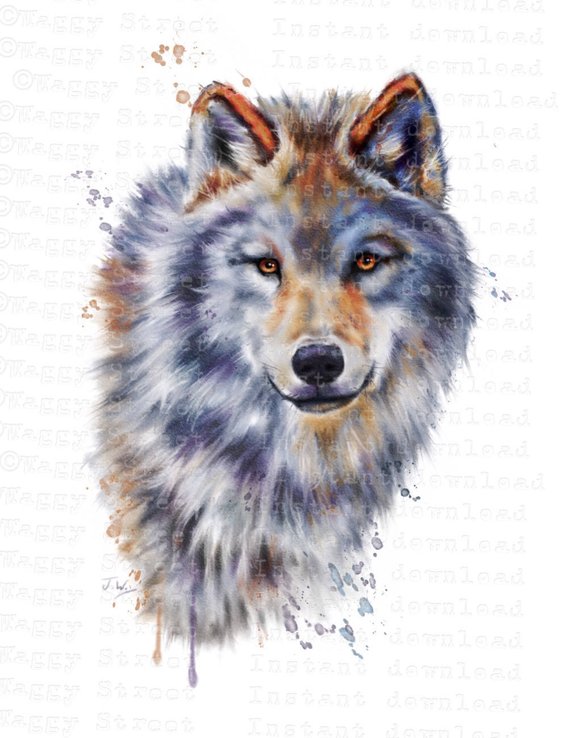 570x738 Wolf Clipart. Animal Clipart Watercolor Clipart Wolves Etsy