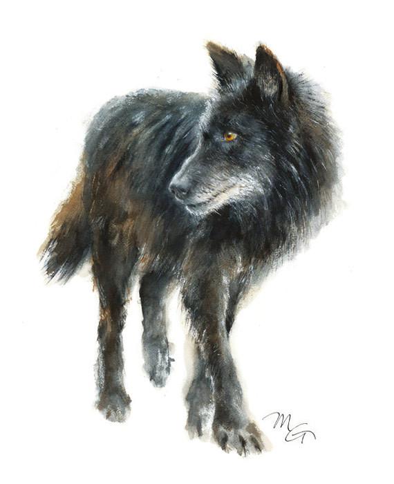 570x700 Black Wolf Watercolor Archival Print Mira Guerquin Watercolors