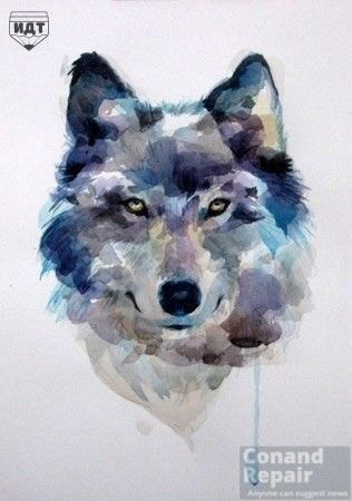 316x450 How To Draw A Wolf