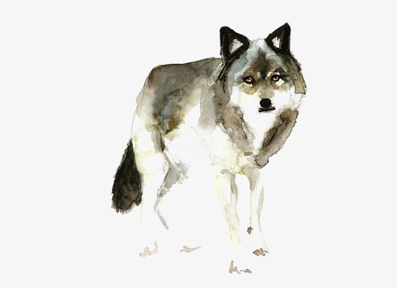 564x409 Wolf, Wolf Clipart, Painted Wolf, Watercolor Wolf Png Image And