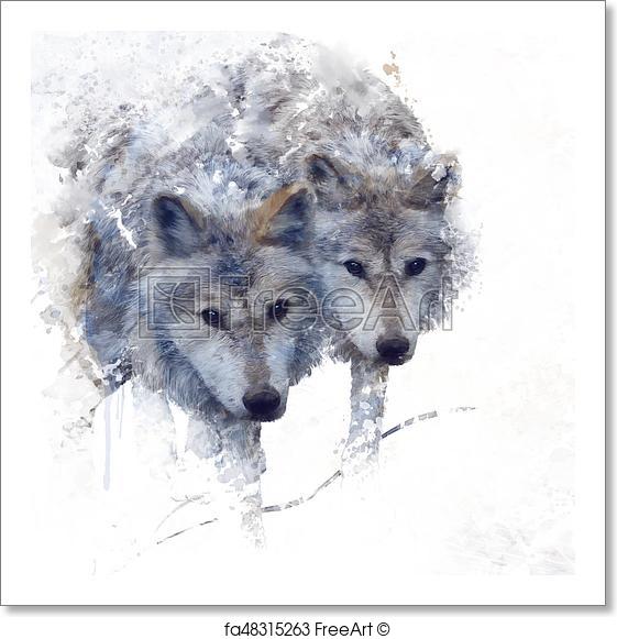 561x581 Free Art Print Of Two Wolves Watercolor. Digital Painting Of Two
