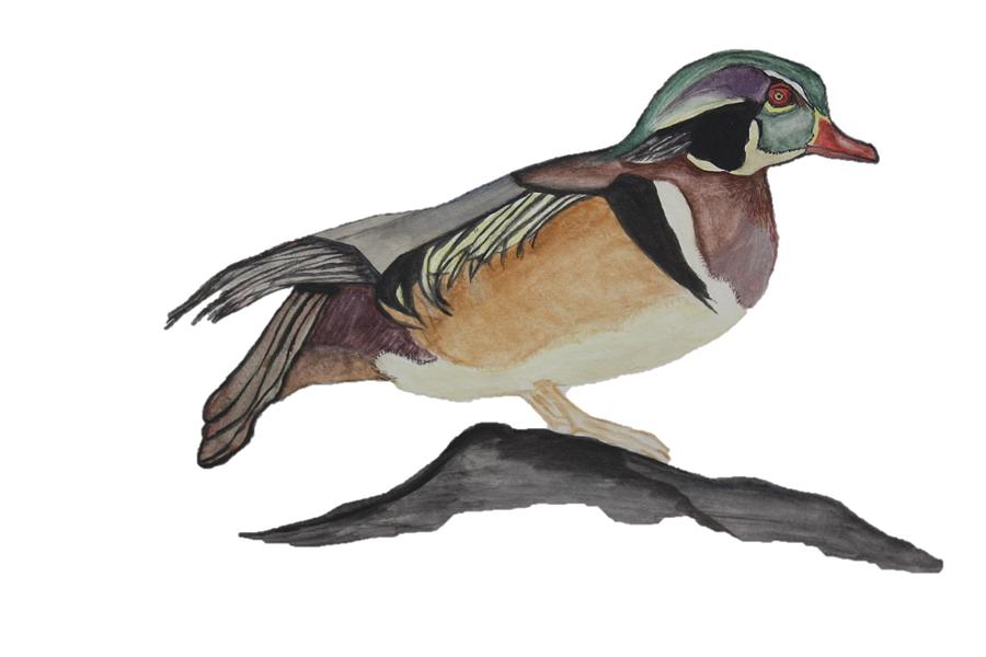 900x600 Original Wood Duck Watercolor Painting Painting By Christian Galligher