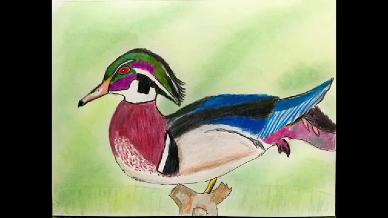 1280x720 Speed Paint Of A Wood Duck In Color Pencils Wsoft Pastel