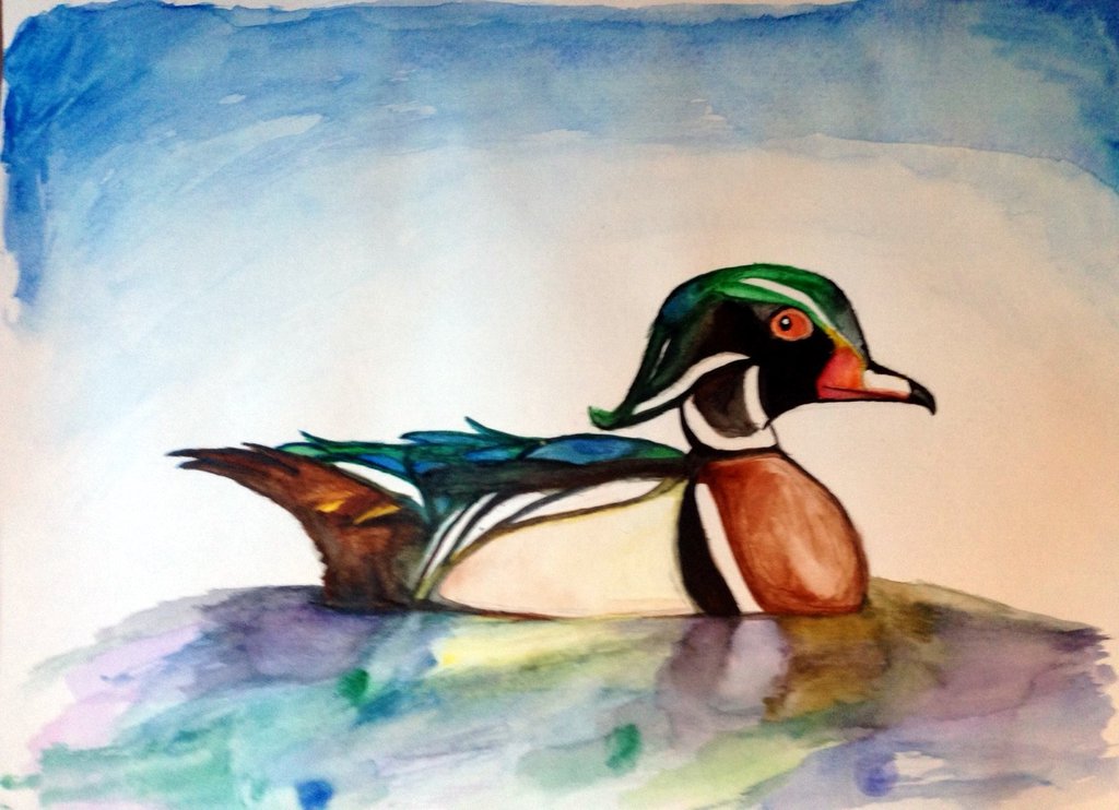 1024x742 Watercolor Wood Duck By Manicmagician