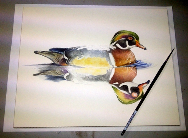 600x442 Wood Duck Drake