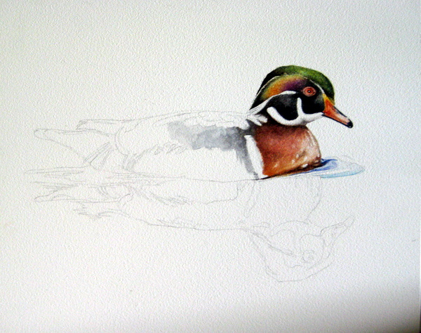 600x474 Wood Duck Drake