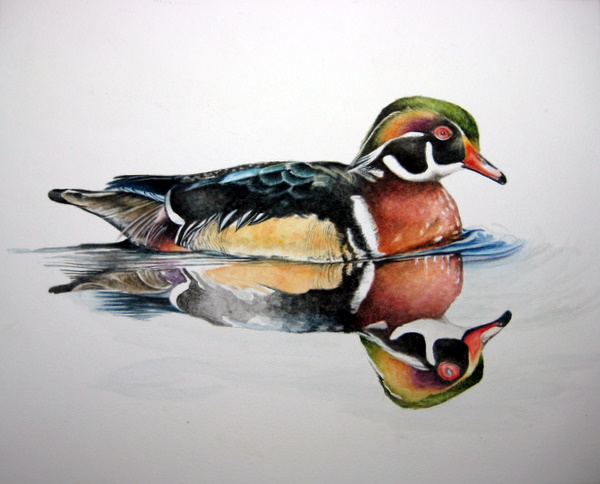 600x484 Wood Duck Drake [Archive]