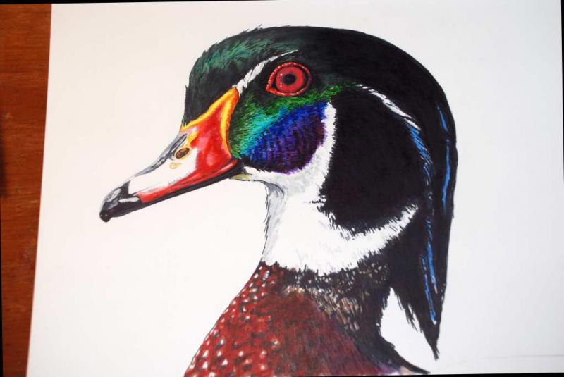 800x535 Wood Duck Portrait In Markers Step By Step Crossposted In Aampw