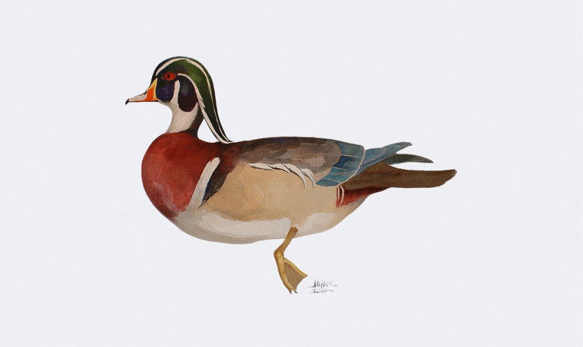 1200x715 Wood Duck Watercolor Wooden Thing