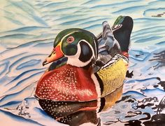 236x180 Wood Duck Art Original Watercolor Painting 14 X11 In Duck Painting