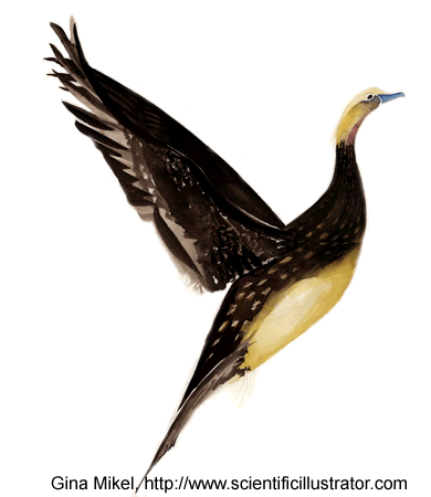 390x450 Wood Duck In Flight, Watercolor Painting