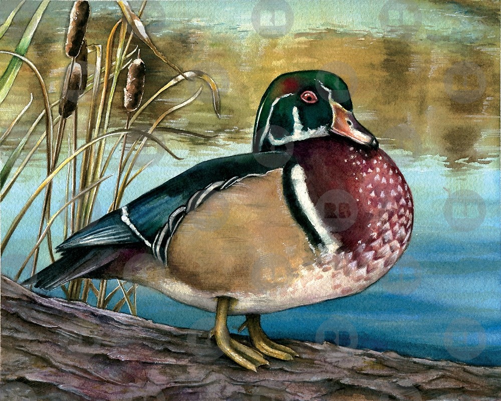 1000x800 Wood Duck Watercolor By Katelynarquette Redbubble