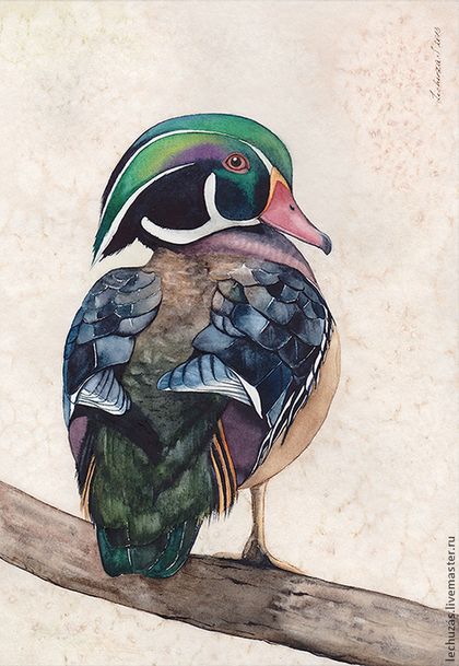 420x609 Wood Duck. Ducks. Traditional Art ( Watercolor). Prof. Paper