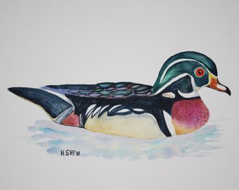340x270 Wood Duck Watercolor Etsy