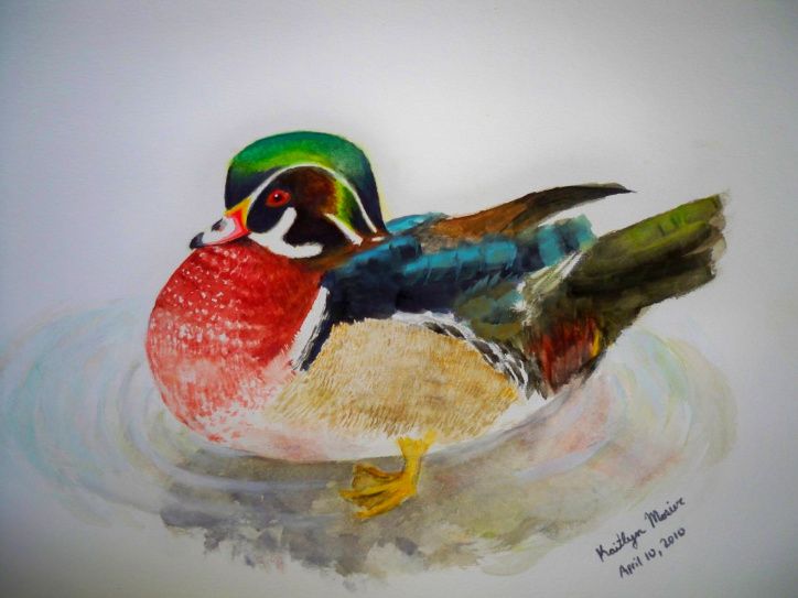724x543 Duck Paintings Watercolors Wood Duck Watercolor By Asteriskate