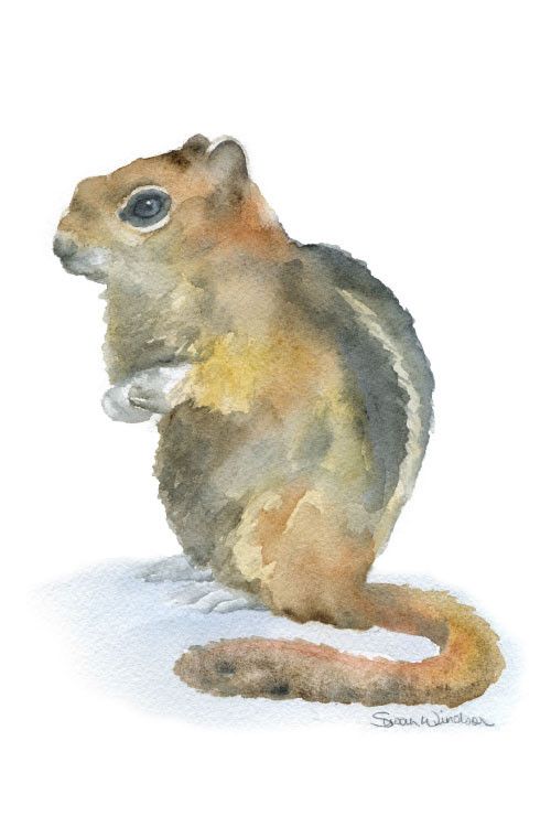 500x750 Chipmunk Watercolor Chipmunks, Watercolor And Portraits